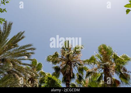Una scena tropicale mostra alte palme su uno sfondo blu chiaro del cielo in una giornata di sole Foto Stock