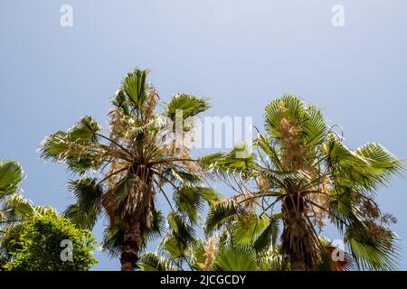 Una scena tropicale mostra alte palme su uno sfondo blu chiaro del cielo in una giornata di sole Foto Stock
