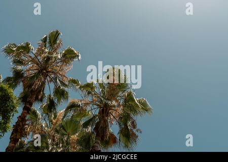 Una scena tropicale mostra alte palme su uno sfondo blu chiaro del cielo in una giornata di sole Foto Stock
