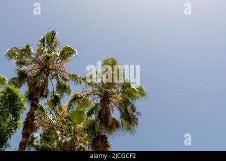 Una scena tropicale mostra alte palme su uno sfondo blu chiaro del cielo in una giornata di sole Foto Stock