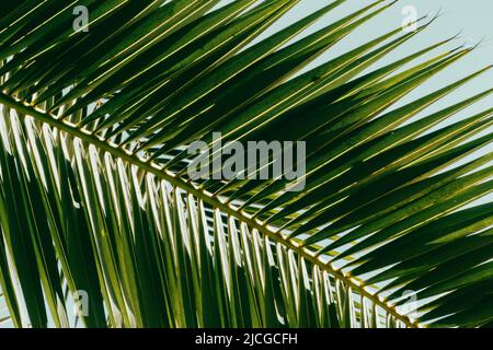 Una vista ravvicinata di una palma tropicale sullo sfondo di un cielo blu chiaro in una giornata di sole Foto Stock