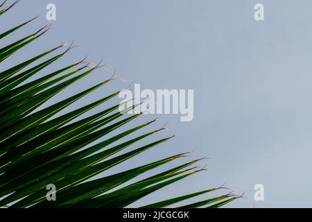 Un primo piano di una palma si lascia sullo sfondo di un cielo blu chiaro e luminoso Foto Stock