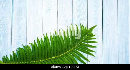 Felce verde su sfondo di tavole di legno blu Foto Stock
