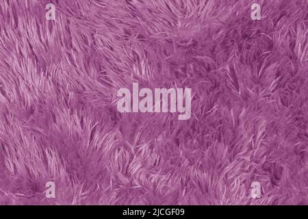 Pelo viola con pelo lungo. Foto Stock