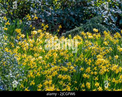 Naffodils che crescono in un bosco britannico. Foto Stock