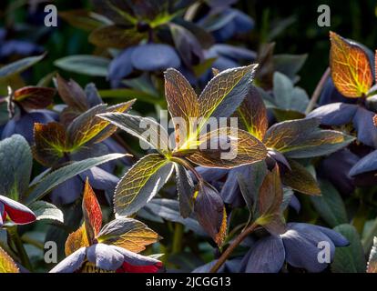 Retroilluminato Helleborus x Hybridus Ashwood Garden Hybrids fiore che cresce in un giardino britannico. Foto Stock