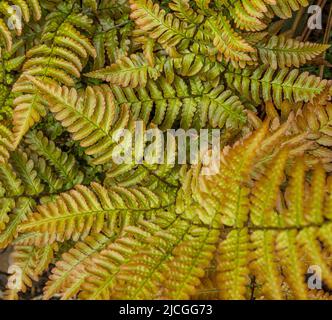 Felce autunnale, Dryopteris eritrosora, noto anche come scudo giapponese Fern che cresce in un giardino britannico. Foto Stock