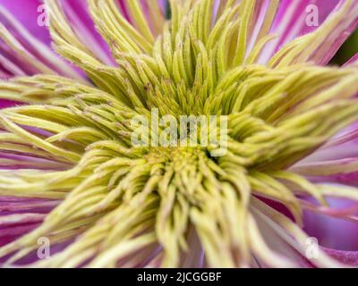 Primo piano di un semi-doppio Clematis Josephine fiore che cresce in un giardino britannico. Foto Stock