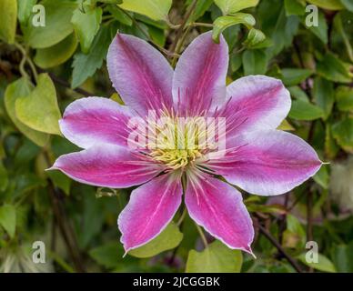 Primo piano di un semi-doppio Clematis Josephine fiore che cresce in un giardino britannico. Foto Stock