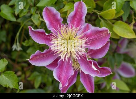 Primo piano di un semi-doppio Clematis Josephine fiore che cresce in un giardino britannico. Foto Stock