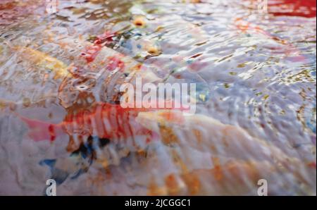 Primo piano di popolari e costose varietà di pesci Koi colorati AKA Nishikigoi Carp sotto increspatura acqua fresca limpida. Messa a fuoco selettiva. Foto Stock