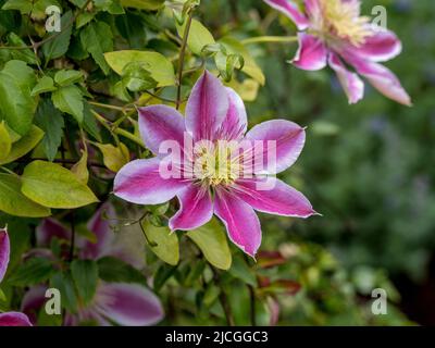 Primo piano di un semi-doppio Clematis Josephine fiore che cresce in un giardino britannico. Foto Stock