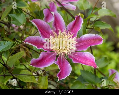 Primo piano di un semi-doppio Clematis Josephine fiore che cresce in un giardino britannico. Foto Stock