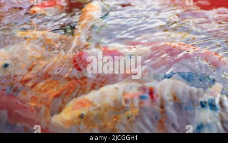 Primo piano di popolari e costose varietà di pesci Koi colorati AKA Nishikigoi Carp sotto increspatura acqua fresca limpida. Messa a fuoco selettiva. Foto Stock