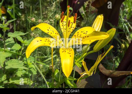 Un singolo fiore giallo della tigre della stella giglio nel giardino in primavera. Foto Stock