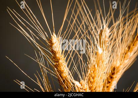Bouquet di spikelets di grano da vicino al sole, ombre dure. Arredamento casa naturale, spazio copia, mockup Foto Stock