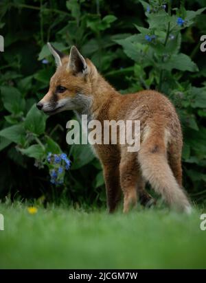 Una volpe rossa selvaggia (Vulpes vulpes) sul bordo del sottobosco, Warwickshire Foto Stock