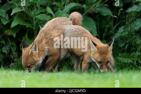 Un paio di cuccioli di Red Fox (Vulpes vulpes) che si testano a vicenda forza in un gioco di dominanza, Warwickshire Foto Stock