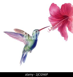 Hummingbird beve nettare da un grande fiore rosso, illustrazione di mezzi misti Foto Stock