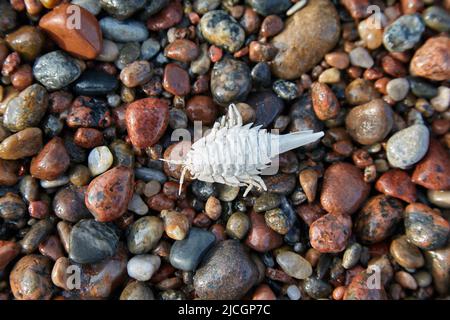 Guscio di artropodi imbiancati sui ciottoli della riva del mare. Saduria entomon Foto Stock