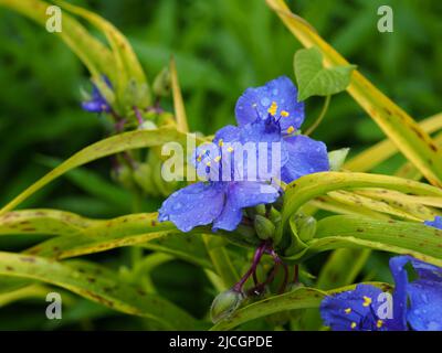 Meraviglioso fiore blu profondo di un spiderwort dopo una doccia a pioggia in un giardino a Ottawa, Ontario, Canada. Foto Stock