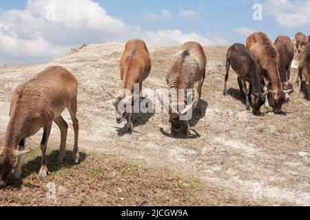 Barbary Sheep: Nome scientifico Ammotragus lervia nella sua vita selvaggia vive in Nord Africa femmina e maschio sviluppare corna, evidenziando più la dimensione di t Foto Stock