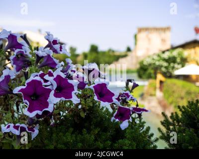 Pianta fiorita di petunia viola in primo piano e sullo sfondo il panorama sfocato del Ponte Visconti a Borghetto sul Mincio Foto Stock