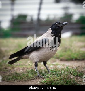 Comune corvo nero e grigio in primo piano all'aperto Foto Stock