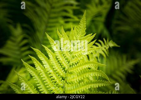 Un verde brillante Lady Fern (Athyrium filix-Femina) su uno sfondo di felce scuro, Nord Europa Foto Stock