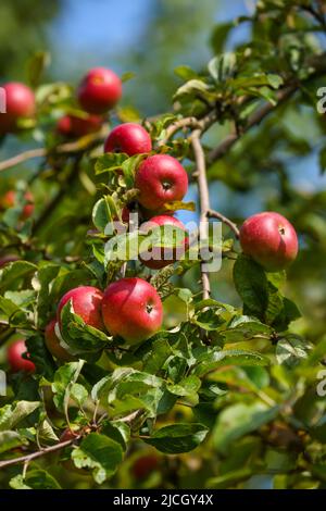 Schwerte, Renania settentrionale-Vestfalia, Germania - mele mature su un albero in un frutteto prato. Foto Stock