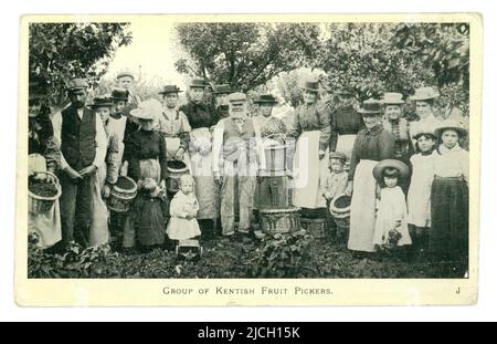 Cartolina originale dell'epoca edoardiana raffigurante un gruppo di raccoglitrici di frutta di Kentish, raccogliendo ciliegie, classe operaia povera, in una vacanza di lavoro, circa 1904, Kent, Inghilterra, Regno Unito Foto Stock