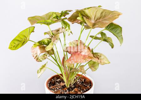 Bella rosa Syngonium houseplant in vaso bianco su sfondo grigio. Syngonium podophyllum allusione rosa pianta in vaso della famiglia Araceae Foto Stock