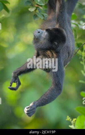 Una scimmia urlata con bambino nella foresta pluviale pianeggiante di Panama Foto Stock