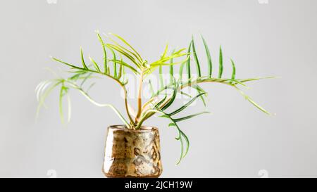 Filodendron Bipinnatifidum Tortum è una rara pianta aroide con foglie a forma di lancetta profondamente lobata. Foto Stock