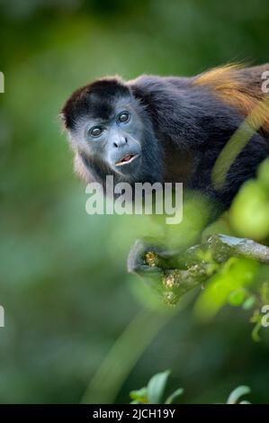 Una scimmia urlata si alleva dal suo persico in un albero lungo il canale di Panama. Le scimmie urlatrici inondati sono le scimmie nuove più grandi e più rumorose del mondo Foto Stock