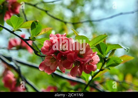 Fiori di mela cotogna giapponese con gocce d'acqua dopo la pioggia su uno sfondo di foglie verdi in un giardino di primavera Foto Stock