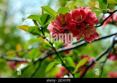 Fiori di mela cotogna giapponese con gocce d'acqua dopo la pioggia su uno sfondo di foglie verdi in un giardino di primavera Foto Stock