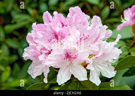 Fiore rosa rododendro cespuglio con gocce d'acqua dopo la pioggia. Arbusto da giardino Foto Stock