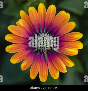 Primo piano di coloratissimo osteospermum margherita fiore in fiore. Foto Stock