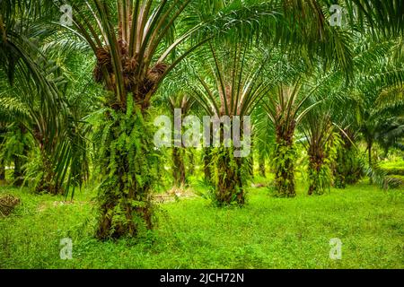 Piantagione di palme da olio, giungla tropicale, Phang-nga, Thailandia Foto Stock