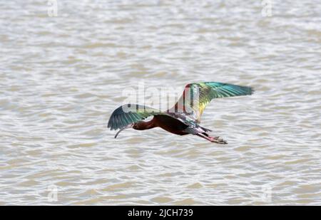 Splendido Ibis di fronte al bianco, Plegadis Chihi, in volo con ali sparse su un fiume a Bear River Bird Migratal, nello Utah, Stati Uniti. Uccello nel wil Foto Stock