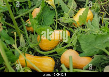 Giardinaggio, coltivazione stagionale di zucca nel campo Foto Stock