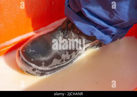 Stivali da immersione in disinfettante all'ingresso del capannone per pollame, Galles, Regno Unito Foto Stock