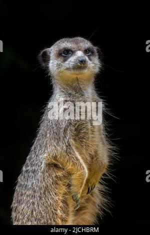 Meerkat / suricate (Suricata suricatta) sentinella in piedi diritto alla ricerca di predatori, nativi dei deserti del Sud Africa Foto Stock