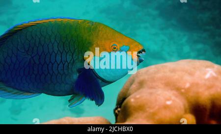 Foto subacquea del parrotfish della regina blu che nuota fra la barriera corallina Foto Stock