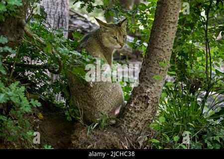 Jungle Cat / Reed Cat / Swamp Cat (Felis chaus / Felis catolynx) in Marshland, nativo del Medio Oriente, del Caucaso, dell'Asia meridionale e della Cina meridionale Foto Stock