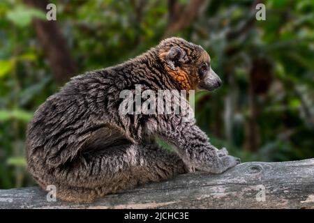 Mongoose lemur (Eulemur mongoz / Lemur albimanus), primate nativo del Madagascar e introdotto nelle Isole Comore, in Africa Foto Stock