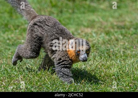 Mongoose lemur (Eulemur mongoz / Lemur albimanus), primate nativo del Madagascar e introdotto nelle Isole Comore, in Africa Foto Stock