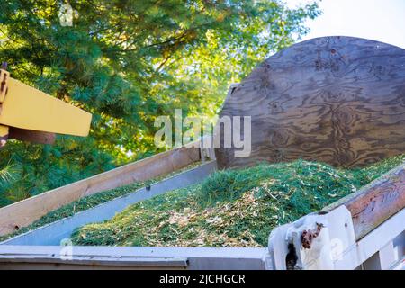 Giardiniere che utilizza tritadocumenti o taglierine di legno per tritare l'albero Foto Stock