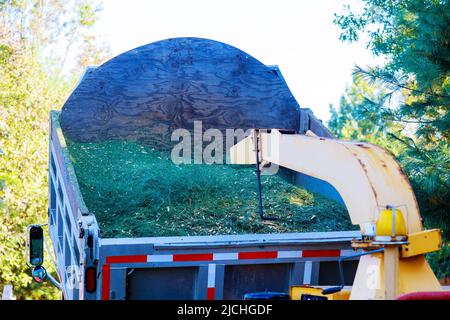 Giardiniere che utilizza tritadocumenti o taglierine di legno per tritare l'albero Foto Stock